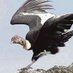 @vega4julio 🇨🇱 (@vega4julio) Twitter profile photo @vega4julio 🇨🇱 (@vega4julio) Twitter profile photo