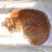ota_sgh's profile image