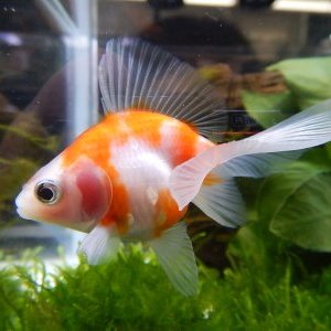 市ヶ谷フィッシュセンター 金魚 Ichigaya Kingyo Twitter
