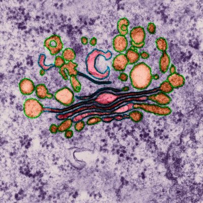 iam_timsullivan's profile picture. Bioengineer looking to harmoniously combine plant science with sustainable technologies. Plants are the future; seeking to stay connected to nature.