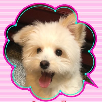 気軽にフォローしてください。2017.09.25生まれのポメラニアン×トイプードルのミックス犬『ポメプー』のぷう太です。YouTubeで動画をあげています。日常の様子を配信しているので、ぜひ見てください🐶💓