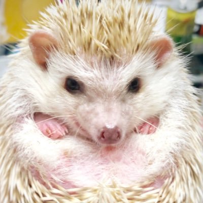 『ハリネズミのLeeとバタバタ暮らすサラリーマン』のKazuです。Lee=ハリネズミ🦔オス1歳。Kazu=ホモ・サピエンス👨オス40 歳。大分市在住🏠2019.8月ツイッター開始。ハリネズミの事ゆる〜く書いていきます🖋色々教えてください🙇‍♂️ハリ飼いさんフォロバします♪