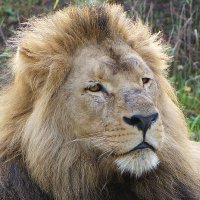 ZOO Gdańsk (@zoogdansk) 's Twitter Profile Photo