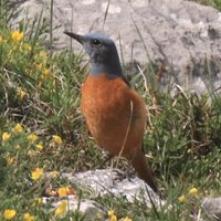 BirdingAsturias(@AsturiasBirding) 's Twitter Profile Photo