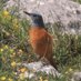 BirdingAsturias (@asturiasbirding) Twitter profile photo BirdingAsturias (@asturiasbirding) Twitter profile photo