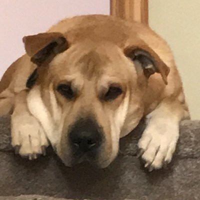 Speedrunner/TASer, stream occasionally, pokemon fanboy, might post my dogs, he/him