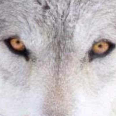 keemen12's profile picture. La ignorancia genera confianza mas frecuentemente que el conocimiento. Bilbo Beti Bihotzean.