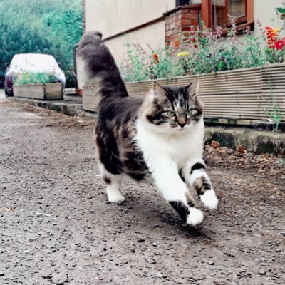 veron309's profile picture. 