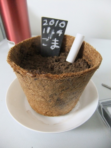 社会人1年目／うーぱーるーぱー／サックス／吹奏楽／スキー