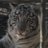 猫巫女ぴなたのアイコン