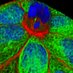 Rosenblatt Lab (@rosenblattlab) Twitter profile photo Rosenblatt Lab (@rosenblattlab) Twitter profile photo