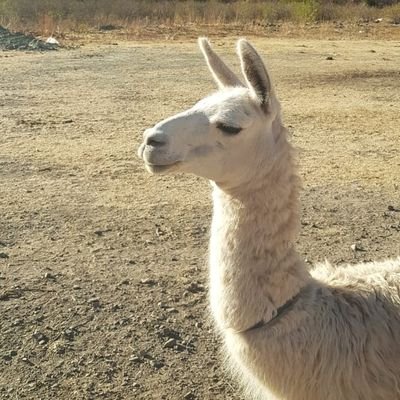 PaulaBaratta2's profile picture. #LibresLesQueremos