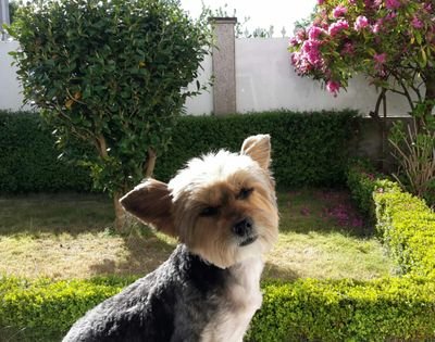 contento_des's profile picture. No me gusta la sociedad que le vamos a dejar a nuestr@s hij@s