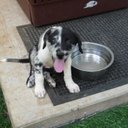 Beth Eckman Smith - @adoptrescuedogs - Twitter