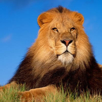 Abdomesbah10's profile picture. 