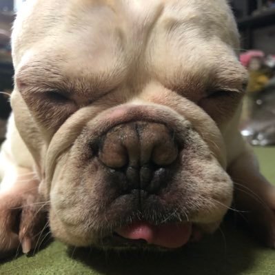 ka2_don04's profile picture. vtuberと釣りが好き 動物ファボおじさん