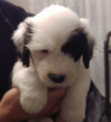 Just56628324's profile picture. Nie o mnie a o moim przyjacielu :) 
Bobtail