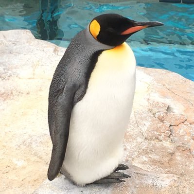 ペンギンの写真や動画を見たいだけのアカウント Pengin Atsume Twitter ペンギンの写真や動画を見たいだけのアカウント Pengin Atsume Twitter