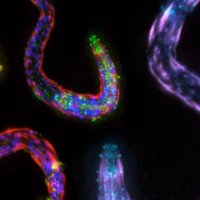Csankovszki Lab (@csankovszkilab) 's Twitter Profile Photo Csankovszki Lab (@csankovszkilab) 's Twitter Profile Photo