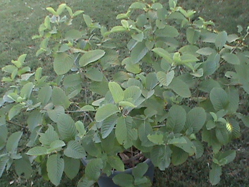I sell Live Healthy Rifat Kratom Tree's. Email me at Kratom4Sale At Gmail dot com