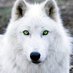 Wh!T3\/\/0Lf13 ๐บ๐ธ (@whitew0lf6913) Twitter profile photo Wh!T3\/\/0Lf13 ๐บ๐ธ (@whitew0lf6913) Twitter profile photo