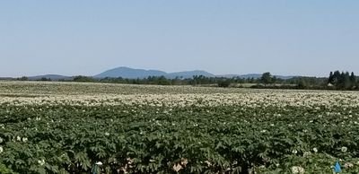 Agriculture & Agri-Food Canada National Potato Breeding Program