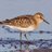 ClassSandpiper