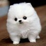 Gekikawa_Dbts's profile picture. かわいい動物たちをツイートしていきます。 Cute Animals