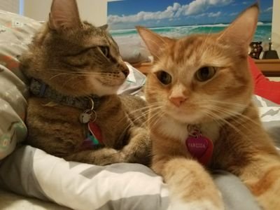 The best Kitty Son in the whole world & the Queen of all Kitties -
loves catnip, feather toys & soft food