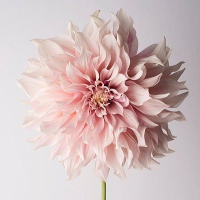 kartinitjoe's profile picture. (sort of) live your life wisely