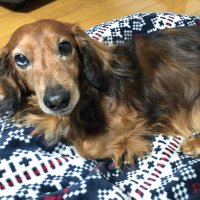 フグノドク (@puffer_pop) 's Twitter Profile