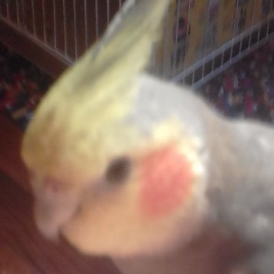 🐦RIP lukas - flew away in 2019 - bday on march 3 - i miss you 💓 💫 ✨