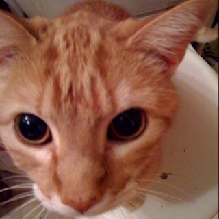 dylpkles's profile picture. 