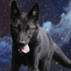spacewolfcub Profile Picture