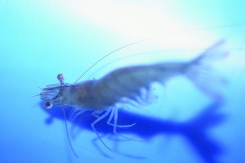 Shrimptosky's profile picture. 