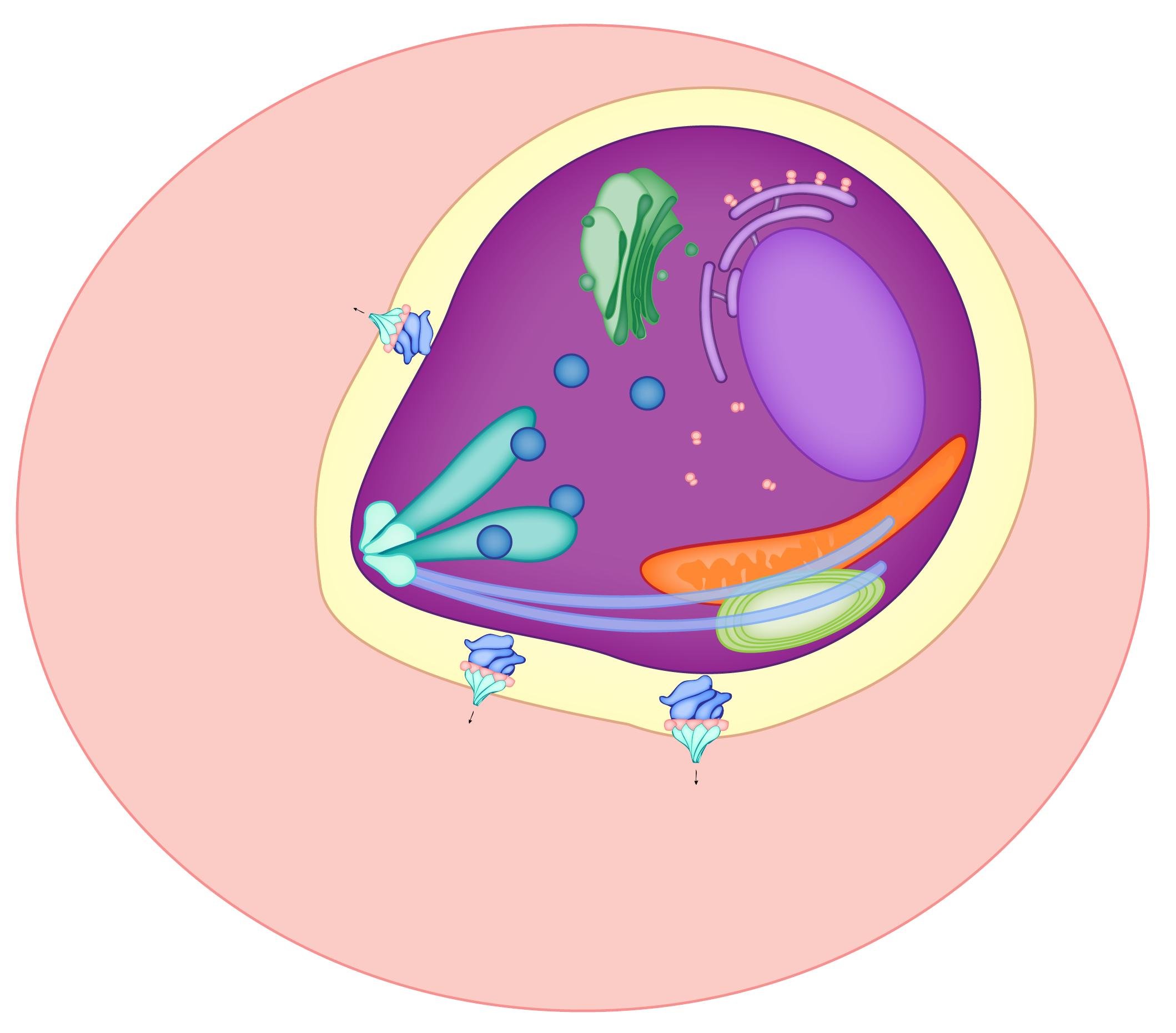 cmholab's profile picture. The Ho Lab @ColumbiaMed @Columbia_MI - using cryoEM to explore how membrane protein complexes mediate host-pathogen interactions in malaria parasites!