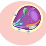 cmholab's profile picture. The Ho Lab @ColumbiaMed @Columbia_MI - using cryoEM to explore how membrane protein complexes mediate host-pathogen interactions in malaria parasites!