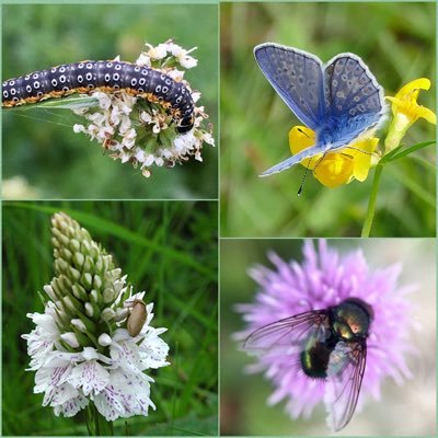 #WildWebsWednesday Celebrating the biodiversity that our wildflowers support. #Interconnectedness #foodwebs🐞Wilder offshoot of #Wildflowerhour 🕸