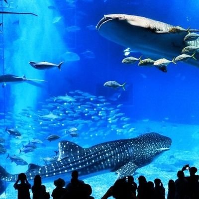 animal_land11's profile picture. Thanks for follow me and I will follow you😍 #teamfollowback #followback #instantfollow #autofollow #autofollowback #followgain