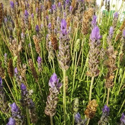 CircularRegEco's profile picture. Sustainable development 🌱 Carbon and Water footprint 🌤️💧