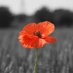 Bingley Remembrance Group (@BingleyGroup) Twitter profile photo