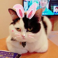 ちさぽん(@ri9ZYVoqId24PHL) 's Twitter Profile Photo