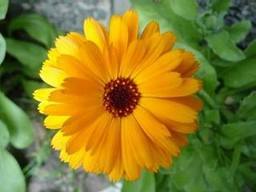 HMTheatre's profile picture. Happy Medium Theatre, Inc. is a not-for-profit 501(c)(3) company, which strives to offer a professional yet fun theatrical experience.