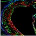 Amanda Doran (@amandadoranlab) Twitter profile photo Amanda Doran (@amandadoranlab) Twitter profile photo