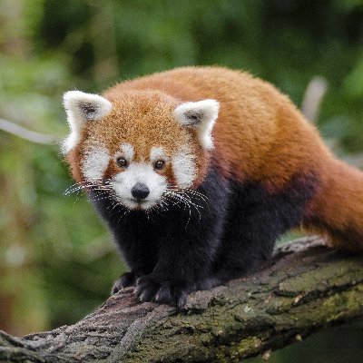 sh1katagana1's profile picture. eternal n00b || all shitposts are welcome || gtfo with your blinky box || the SIEM is a lie

https://t.co/h4IxIYLYdk