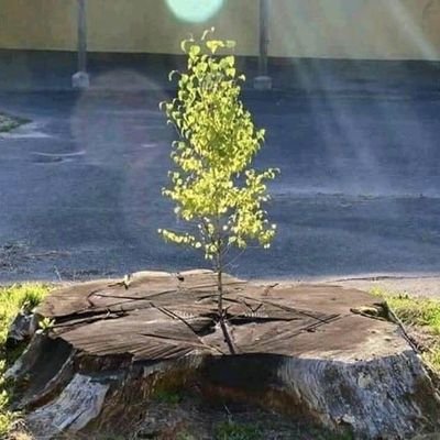 haxoprolinr's profile picture. vCISO