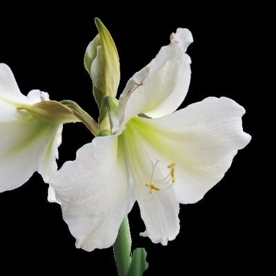 おうべいさんのプロフィール画像