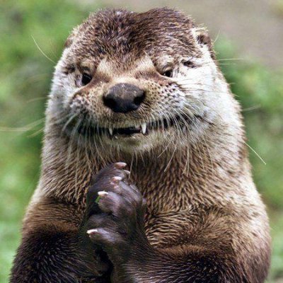 OtterFishal Profile Picture