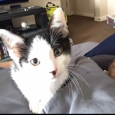 Bridgie40263353's profile picture. Former OTHS gestapo.  Cat rotator.  Trinket collector.