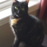 Wilma Hopman (@whopman) 's Twitter Profile